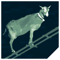 Icon for Ladder Goat