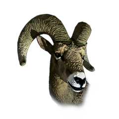 Icon for 145 score Bighorn Ram harvest